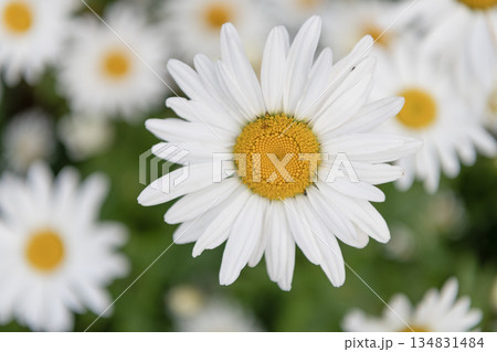Macro of flowering chamomile. Soft daisy flower. Natural chamomile flower. Flora nature. Bright blooming flower in nature. Chamomile flower. Flowering nature closeup. Beauty of nature 134831484
