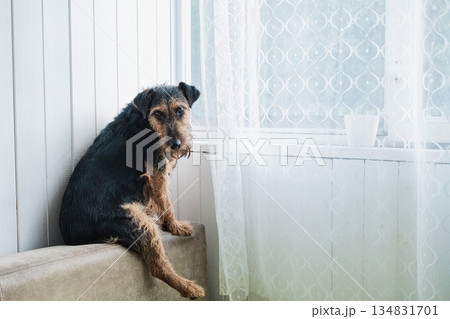Small terrier dog sitting by window, exhibiting sadness and waiting for its owner 134831701