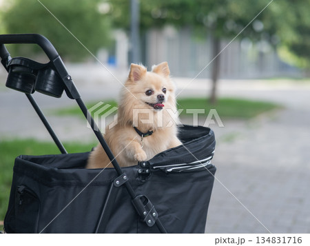 Cute spitz dog in pet stroller outdoors. Cute spitz dog in pet stroller outdoors. 134831716
