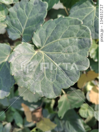 Close-Up Of Green Leaves With Veins And Serrated Edges In A Garden Setting Close-Up Of Green Leaves With Veins And Serrated Edges In A Garden Setting 134831717