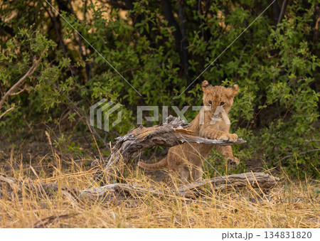 Lion cub plays on a fallen tree in Botswana 134831820