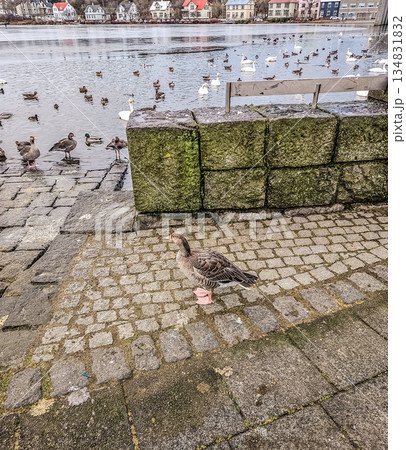 Goose Standing by Tjornin Lake with Swans and Ducks in Reykjavik Iceland 134831832