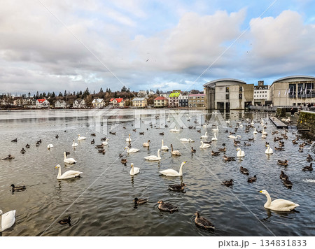 Swans and Ducks on Tjornin Lake in Reykjavik, Iceland Urban Nature Swans and Ducks on Tjornin Lake in Reykjavik, Iceland Urban Nature 134831833