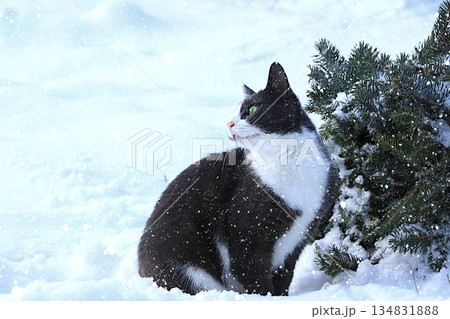 A fluffy grey cat sits in a snowdrift by a fir tree and looks at the falling snow. Severe winter frosts do not frighten Siberian cats, who are not afraid of the cold. The concept of compassion 134831888