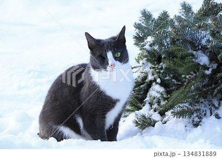 A fluffy one eyed gray cat sits in a snowdrift by a fir tree. Severe winter frosts do not frighten Siberian cats, who are not afraid of the cold. The concept of compassion and helping stray animals 134831889