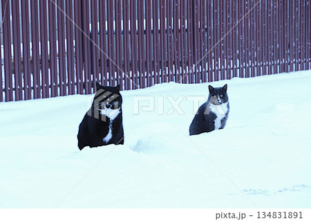 Fluffy fat cats are sitting in a snowdrift by the fence. Severe winter frosts do not frighten Siberian cats, who are not afraid of the cold. The concept of compassion and helping stray animals 134831891