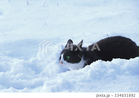 A funny gray cat with flattened ears is preparing to jump into a snowdrift. Severe winter frosts do not frighten Siberian cats, who are not afraid of the cold. The concept of compassion A funny gray cat with flattened ears is preparing to jump into a snowdrift. Severe winter frosts do not frighten Siberian cats, who are not afraid of the cold. The concept of compassion 134831892