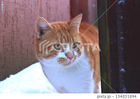 A fluffy red haired stray cat peeks out of the door of an old basement. Severe winter frosts do not frighten Siberian cats, who are not afraid of the cold 134831894