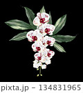 Wedding bouquet with orchid flowers and green leaves. 134831965