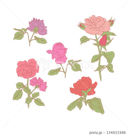 Hand drawn line art pastel pink and purple rose flowers set isolated on white background 134831986