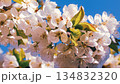 White Cherry Blossoms Against Clear Spring Sky 134832320
