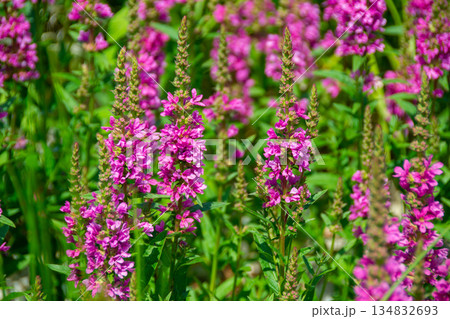 Close up image of little pink flowers in the park with green background. A bunch of purple flowers with the word bee on the bottom. High quality photo 134832693