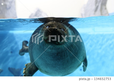 水中でこちらを見つめるアザラシ 134832753