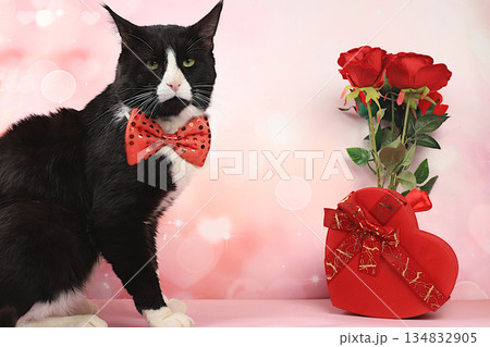 Celebrating Valentine's Day or Women's Day, Mother's Day, banner. Maine Coon cat congratulates you on the holiday on the background of a bouquet of roses, concept for holiday, birthday, wedding Celebrating Valentine's Day or Women's Day, Mother's Day, banner. Maine Coon cat congratulates you on the holiday on the background of a bouquet of roses, concept for holiday, birthday, wedding 134832905