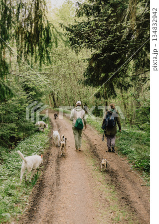 Professional dog walker. Two women are walking their dogs in forest.  134832942