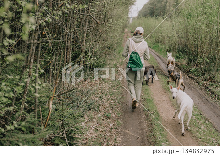 Professional dog walker. woman trains feeds dogs in forest. Dogs of different breeds. Professional dog walker. woman trains feeds dogs in forest. Dogs of different breeds. 134832975
