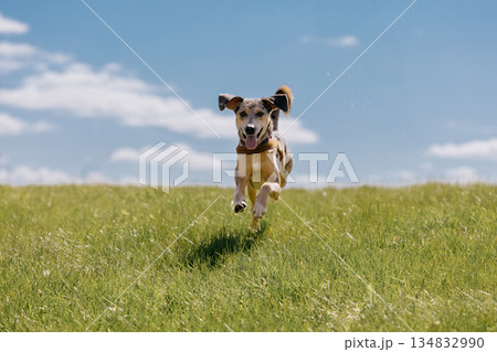 cheerful spotted Dog runs across field against blue sky background. dog is wearing collar. cheerful spotted Dog runs across field against blue sky background. dog is wearing collar. 134832990