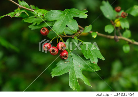 Vibrant Red Hawthorn Berries on Branch with Green Leaves 134833454