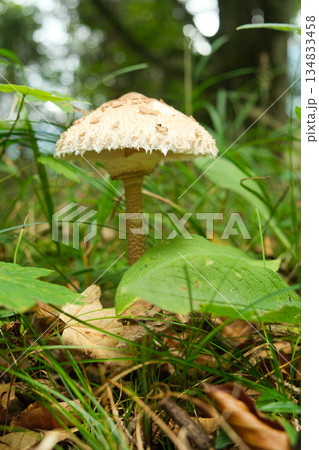 Close-up of Edible Macrolepiota Procera Fungus in Green Grass Close-up of Edible Macrolepiota Procera Fungus in Green Grass 134833458