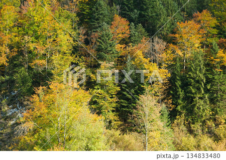 Mixed Coniferous and Deciduous Trees in Autumn Colors Mixed Coniferous and Deciduous Trees in Autumn Colors 134833480