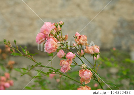 Cluster of Pink Miniature Roses Blooming on a Shrub 134833488