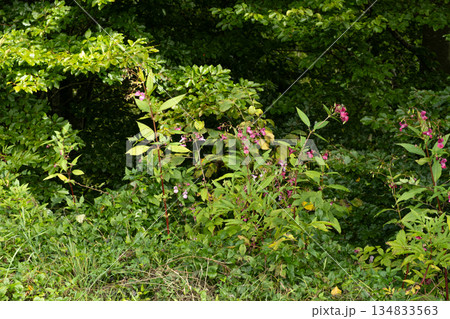 Pink Impatiens Flower Growing in the Wilderness of the Alps Pink Impatiens Flower Growing in the Wilderness of the Alps 134833563