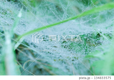 Macro View of Spider Web with Morning Dew Drops 134833575