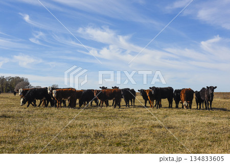 Cows grazing in the field, in the Pampas plain, Argentina 134833605