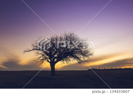 Flowered field in the Pampas Plain, La Pampa Province, Patagonia, Argentina. 134833607