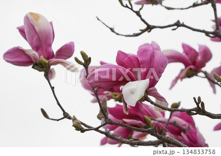 庭に咲くモクレンの花 134833758