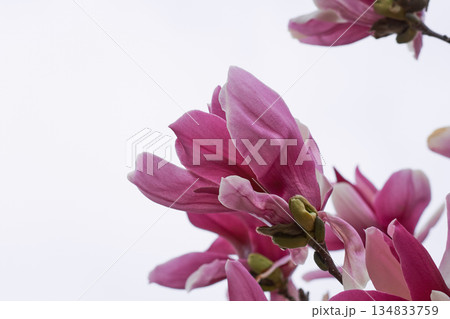 庭に咲くモクレンの花 134833759