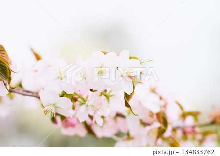 北海道の公園に咲く桜の花 北海道の公園に咲く桜の花 134833762