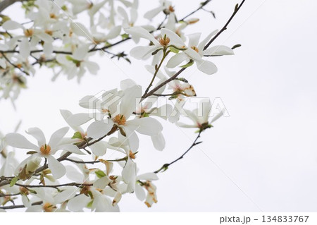 北海道の公園に咲くコブシの花 北海道の公園に咲くコブシの花 134833767