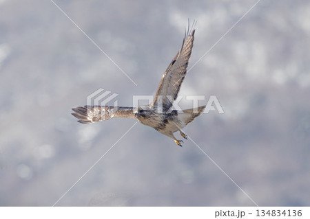 山を背に飛翔するノスリ 134834136