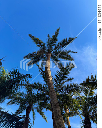 Upward View of Palm Trees Against Clear Blue Sky - Tropical Nature Perspective 134834421