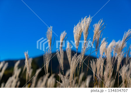 秋の箱根の仙石原すすき草原 134834707