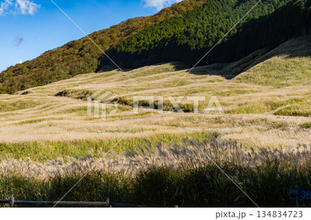 秋の箱根の仙石原すすき草原 134834723