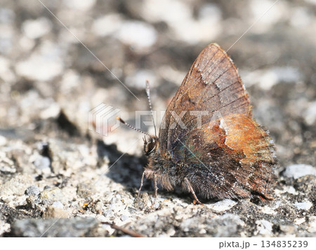 コツバメ 134835239