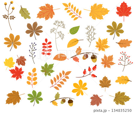 Vector set of colorful autumn leaves Vector set of colorful autumn leaves 134835250