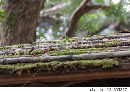 旧古河庭園の苔むした屋根瓦に芽吹く小さな植物の風景 旧古河庭園の苔むした屋根瓦に芽吹く小さな植物の風景 134835257
