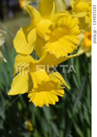 スイセンの花 スイセンの花 134835285