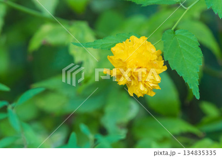 秋の森　ヤエヤマブキの黄色の花03 134835335