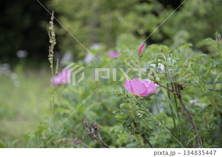 ハマナスの花 ハマナスの花 134835447