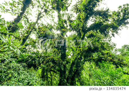 Ancient cloud forest canopy. Lush green moss and ferns cover tree. Tropical ecosystem. Biodiversity, ecological conservation, and natural wild beauty. Natural carbon capture. Sustainable conservation. 134835474