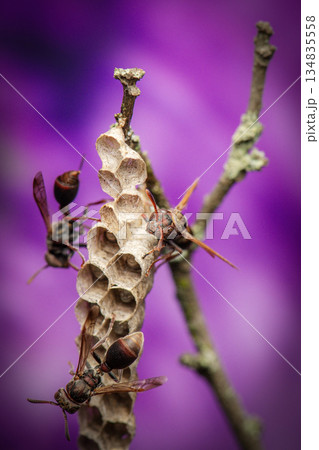 Stick-nest Brown Paper Wasp or Ropalidia revolutionalis 134835558