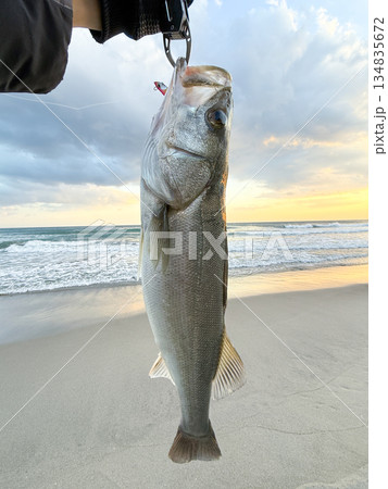 釣れたてスズキ 134835672