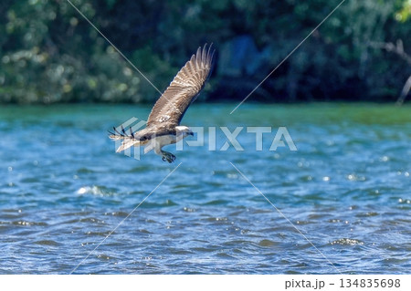 水面すれすれを悠然と飛ぶミサゴ 134835698