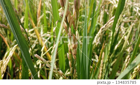 Low angle view of young green rice plants growing in a tropical agricultural landscape 134835785