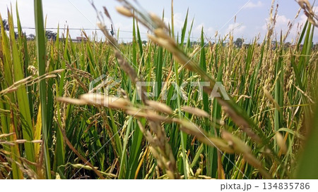Vibrant green rice field landscape with healthy stalks growing in the morning sun Vibrant green rice field landscape with healthy stalks growing in the morning sun 134835786