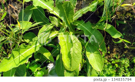 Wild Sonchus Arvensis Perennial Sow Thistle Leaves Growing Against Stone Wall 134835794